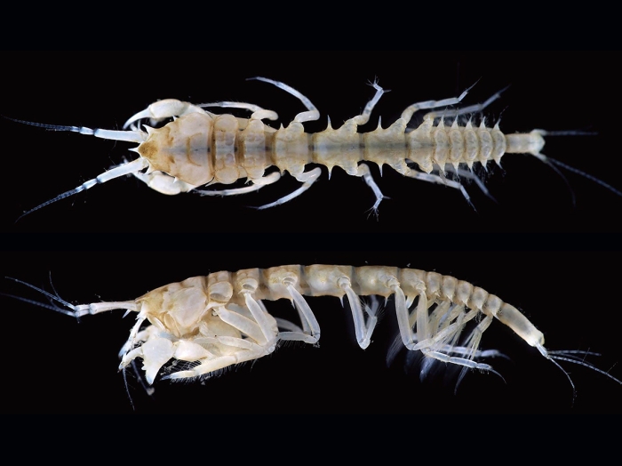Carpoapseudes spinigena Bamber, 2007 Carpoapseudes spinigena Bamber, 2007