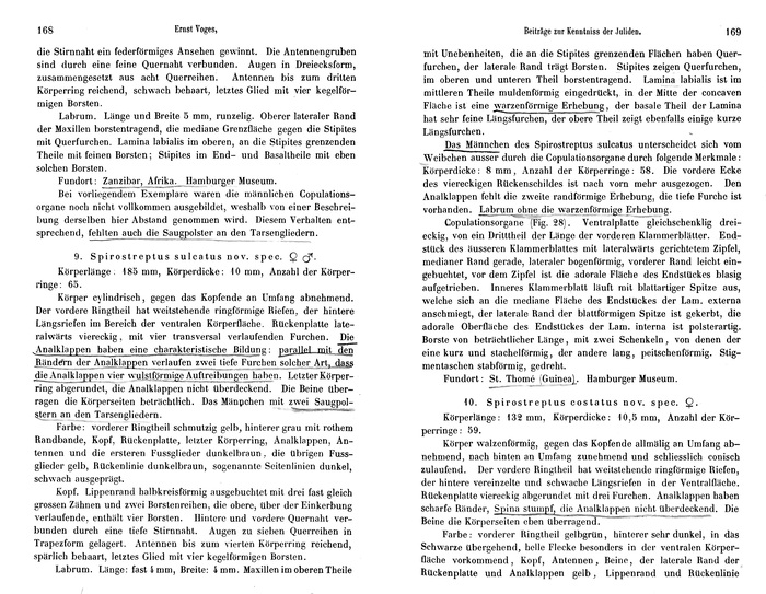 Original description p. 168-169 Spirostreptus sulcatus Voges, 1878