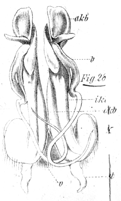 Original description fig. 28 Spirostreptus sulcatus Voges, 1878