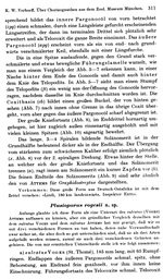 Original description p. 311 Plusioporus vogesii Verhoeff, 1938
