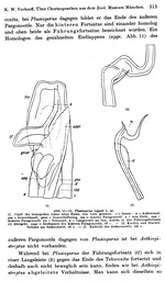 Original description p. 313 Plusioporus vogesii Verhoeff, 1938