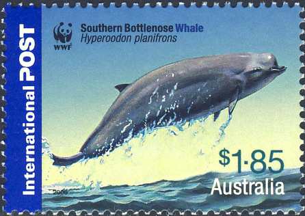 Hyperoodon (Frasercetus) planifrons Hyperoodon (Frasercetus) planifrons