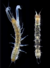 Chondrochelia sublitoralis Sato, Arakawa, & Kakui, 2023
