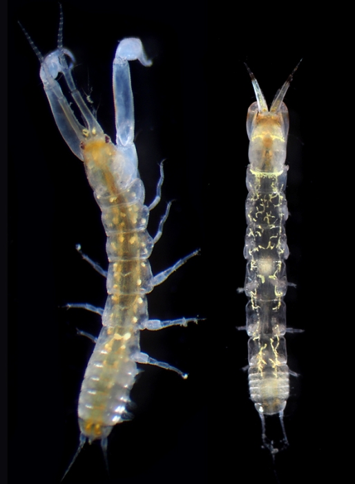 Chondrochelia sublitoralis Sato, Arakawa, & Kakui, 2023 Chondrochelia sublitoralis Sato, Arakawa, & Kakui, 2023