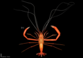 Confirmed Occurrence and Morphological Documentation of Stenopus spinosus (Risso, 1827), from Tenerife, Canary Islands