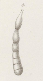 Dentalina perversa Neugeboren, 1856