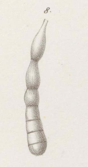 Dentalina perversa Neugeboren, 1856