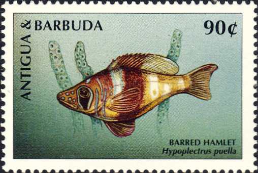 Hypoplectrus puella Hypoplectrus puella
