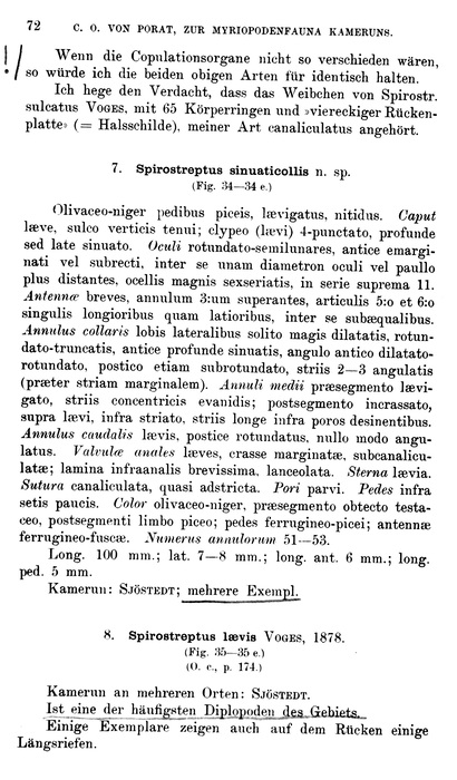 Original description p. 72 Spirostreptus sinuaticollis Porat, 1894
