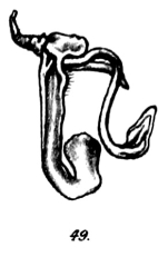 Original description figs. 49 Spirostreptus atratus Porat, 1894