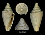 Conus villalvernensis Pavia et al., 2022