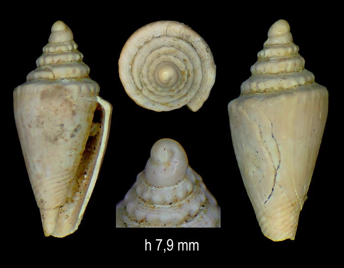 Conus villalvernensis Pavia et al., 2022 Conus villalvernensis Pavia et al., 2022