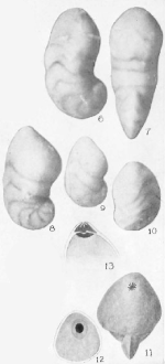 Cristellaria beali Cushman, 1925