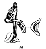fig. 50 Spirostreptus carinatus Porat, 1893