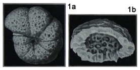 Alveolophragmium orbiculatum Shchedrina, 1936