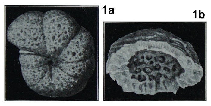 Alveolophragmium orbiculatum Shchedrina, 1936