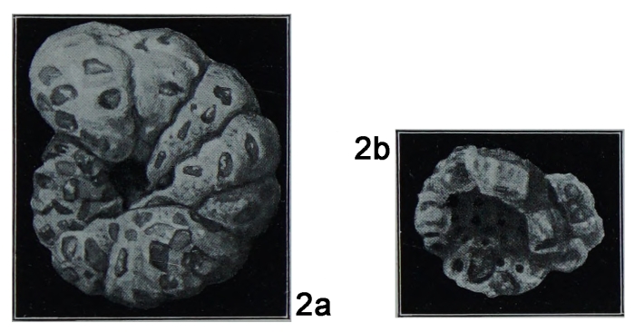 Alveolophragmium orbiculatum var. ochotonensis Shchedrina, 1936