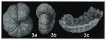 Alveolophragmium orbiculatum var. caraensis Shchedrina, 1936