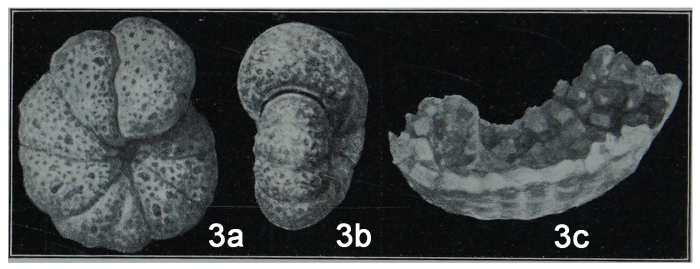 Alveolophragmium orbiculatum var. caraensis Shchedrina, 1936