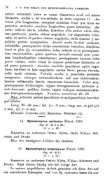 p. 76 Spirostreptus propinquus Porat, 1893