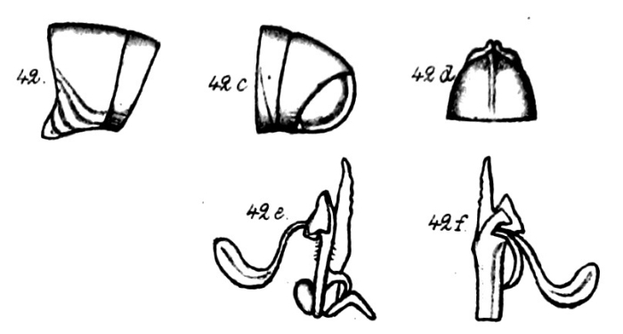 figs. 42-42f Spirostreptus propinquus Porat, 1893