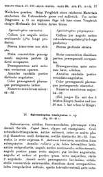 Original description p. 77 Spirostreptus trachyurus Porat, 1894