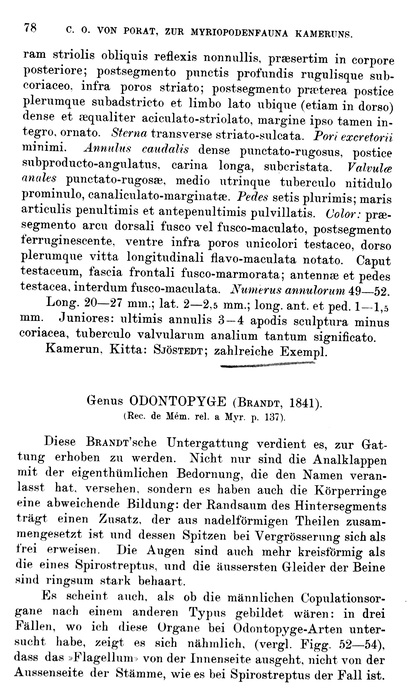 Original description p. 78 Spirostreptus trachyurus Porat, 1894