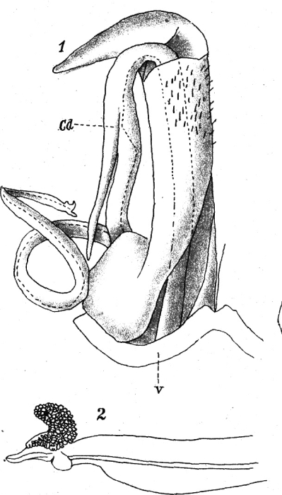 Original description figs. 1-2 Spirostreptus amandus Attems, 1914