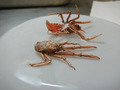 Munidopsis curvirostra - pair in lateral view
