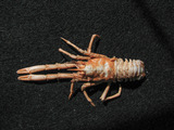 Munidopsis - dorsal view, author: Nozères, Claude
