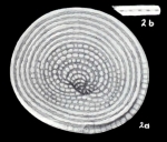 Cyclorbiculina compressa subsp. imparilis McCulloch, 1981