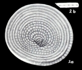 Cyclorbiculina compressa subsp. imparilis McCulloch, 1981