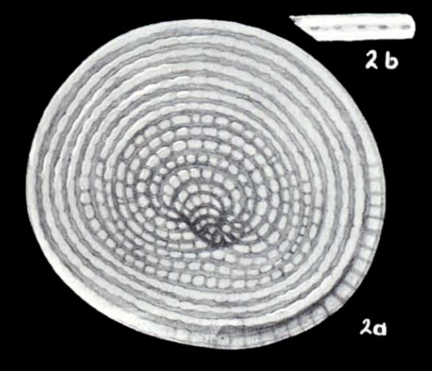 Cyclorbiculina compressa subsp. imparilis McCulloch, 1981