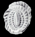 Anchihauerina galeroensis McCulloch, 1981