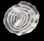 Anchihauerina arubiana McCulloch, 1981