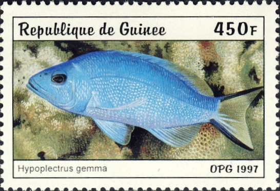 Hypoplectrus gemma Hypoplectrus gemma