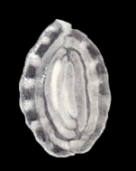 Anchihauerina arta McCulloch, 1981
