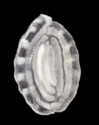 Anchihauerina arta McCulloch, 1981