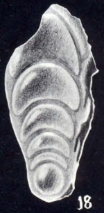 Frondicularia arubaensis McCulloch, 1981