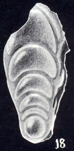 Frondicularia arubaensis McCulloch, 1981