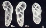 Buliminella parallela subsp. curvata McCulloch, 1981