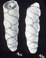 Buliminoides (?) distincta McCulloch, 1981