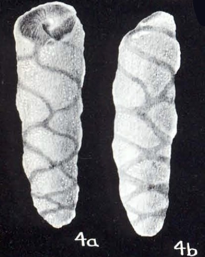 Buliminoides (?) distincta McCulloch, 1981