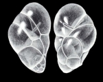 Robertina hathawayae McCulloch, 1981