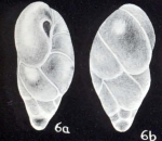 Buliminella (?) diversa McCulloch, 1981