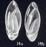 Neobuliminoides breviformis McCulloch, 1981