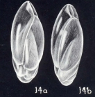 Neobuliminoides breviformis McCulloch, 1981