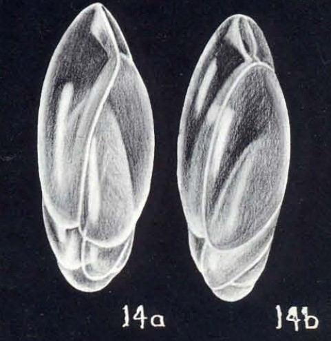 Neobuliminoides breviformis McCulloch, 1981