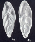 Neobuliminoides cubaguiana McCulloch, 1981