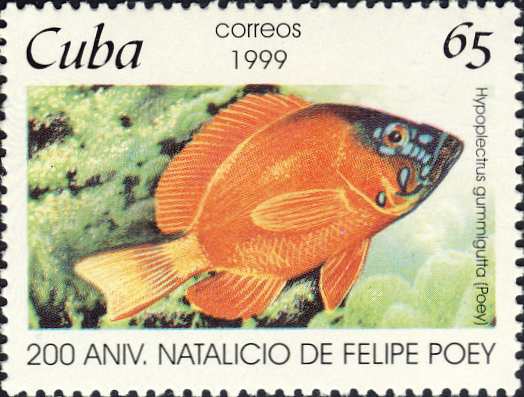 Hypoplectrus gummigutta Hypoplectrus gummigutta